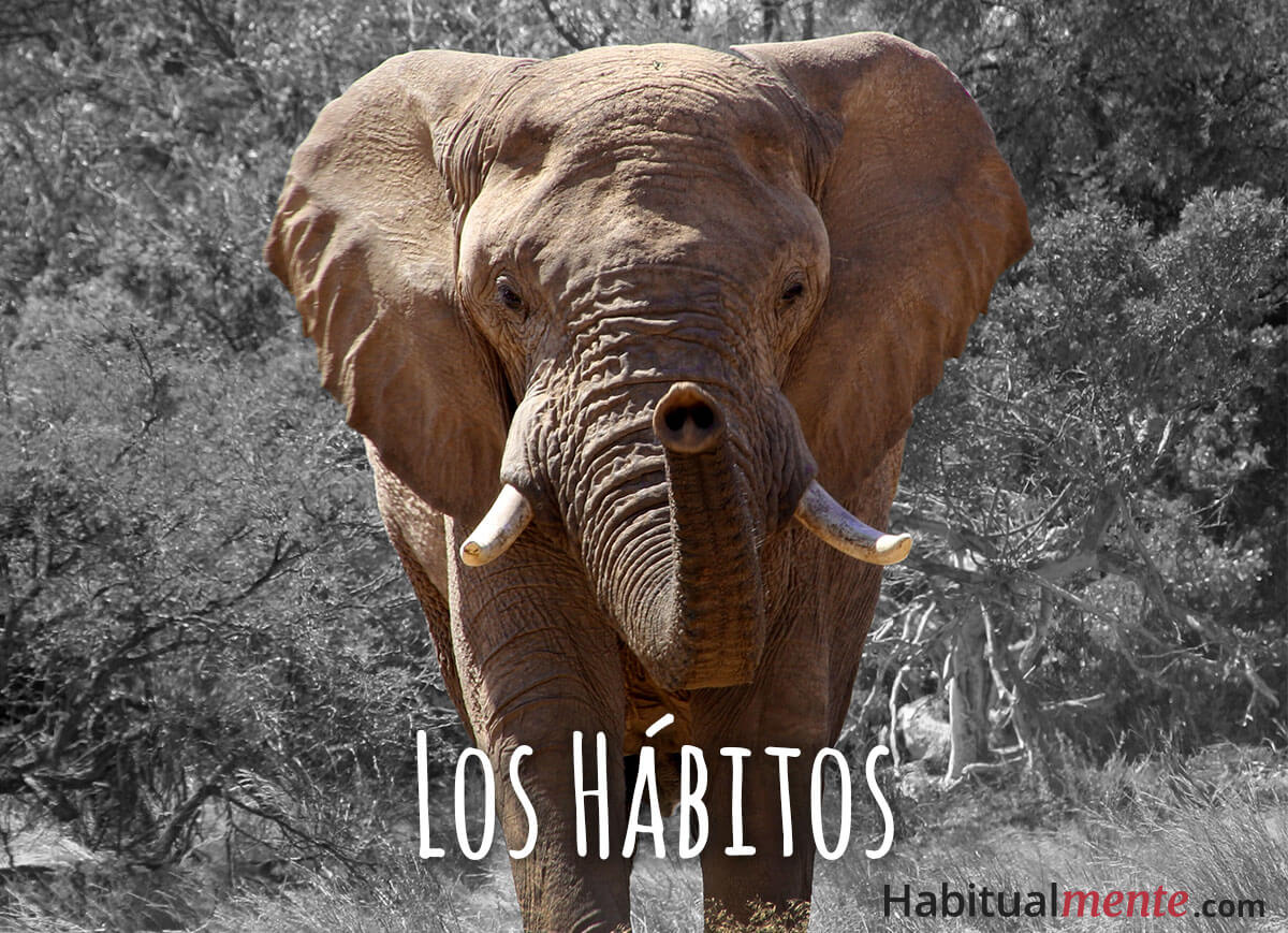 Los hábitos saludables que son y como se forman