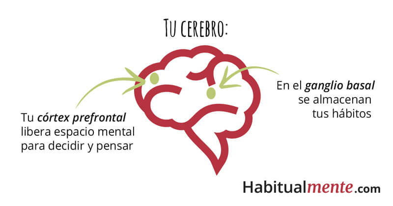 ¿Qué pasa en tu cerebro cuando se forman tus hábitos?